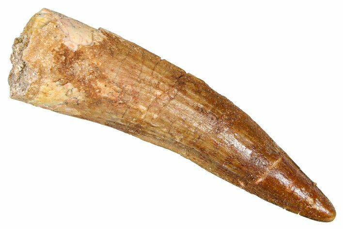 Fossil Spinosaurus Tooth - Real Dinosaur Tooth #381019